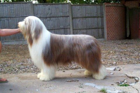 dog1