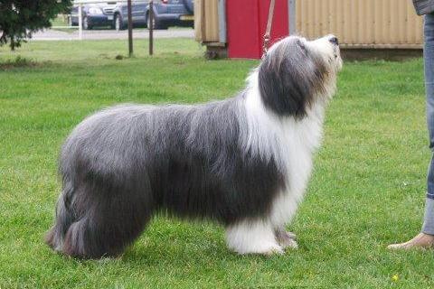 dog2